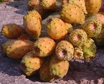 Opuntia figs could be eaten??