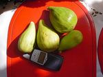 Figs as big as mobilephone from our garden